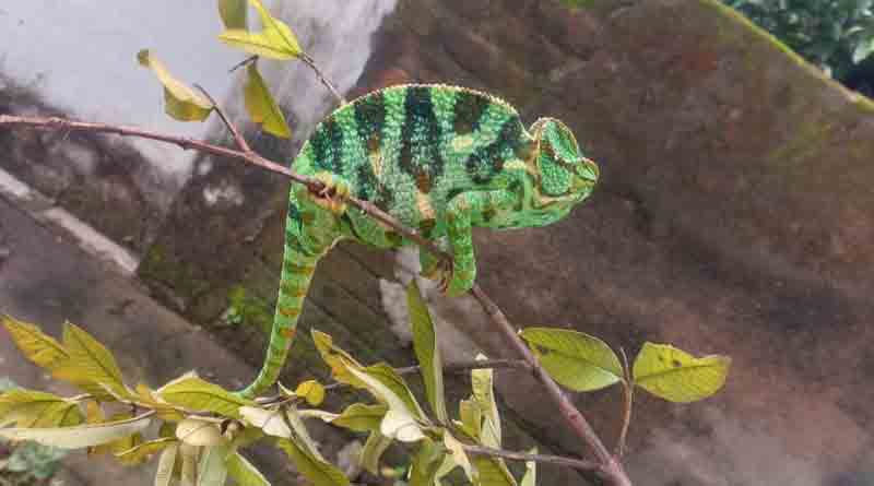 Rare species of chameleon found at Bankura District | Bengali news