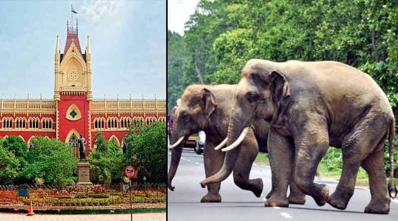 Case files in Calcutta high court against elephant smuggling । Sangbad Pratidin