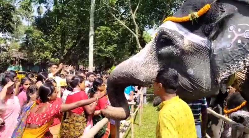 Elephant attacks veterinary surgeon while she goes to adore it during Puja at Gorumara National Forest | Sangbad Pratidin