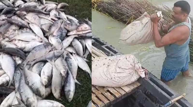 One arrested by BSF in Murshidabad border allegedly trying to smuggle Hilsa from Padma, Bangladesh