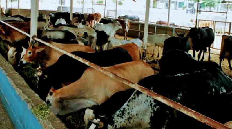 Cattle Shed from Kolkata will move to Kalyani, KMC decided | Sangbad Pratidin