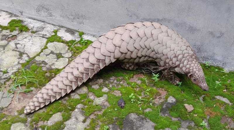 Forest Department rescues pangolin in Manbazar, Purulia, later freed | Sangbad Pratidin