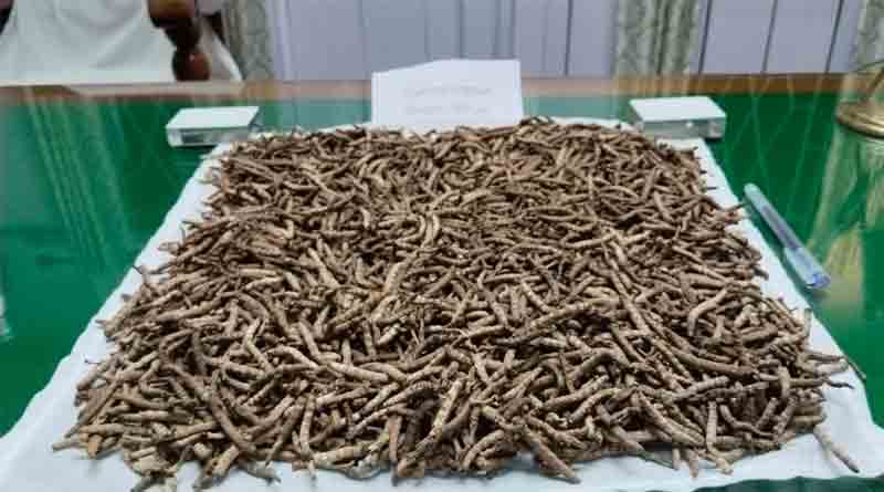 উদ্ধার ২৪ লক্ষ টাকার ‘হিমালয়ান ভায়াগ্রা’, ফের শিলিগুড়িতে বনদপ্তরের অভিযান