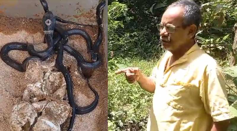 Snakes were born in aquarium in Patashpur house, freed them into the nearby pond | Sangbad Pratidin