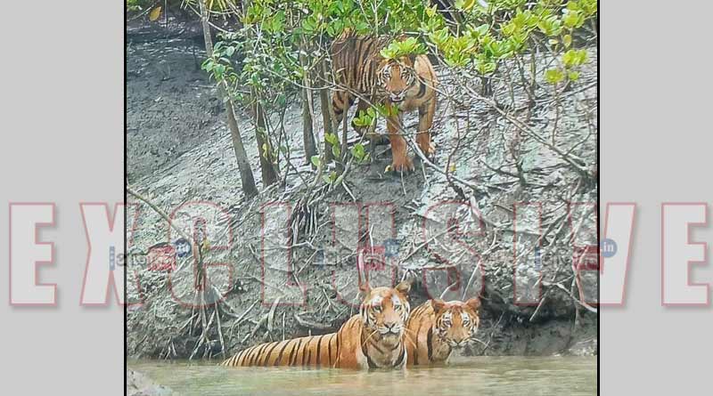 Tourists capture image of tigress with her calves in Sajnekhali