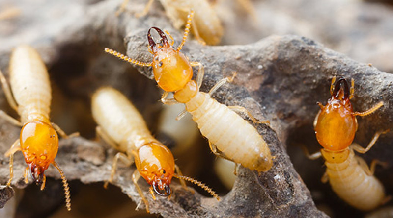 Termites Eat Uttar Pradesh woman's 18 lakh rupees kept in bank locker | Sangbad Pratidin