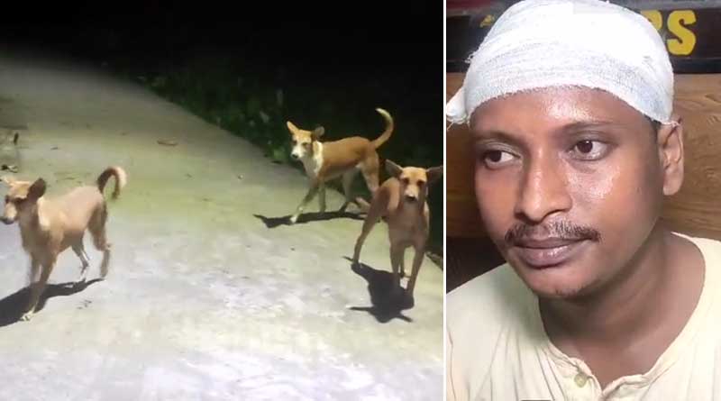 Animal lovers attacked while protesting of hurting dogs in Baruipur | Sangbad Pratidin