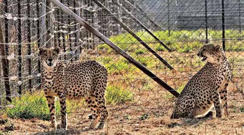 Gandhi Sagar Sanctuary will be the new home of South African cheetahs। Sangbad Pratidin