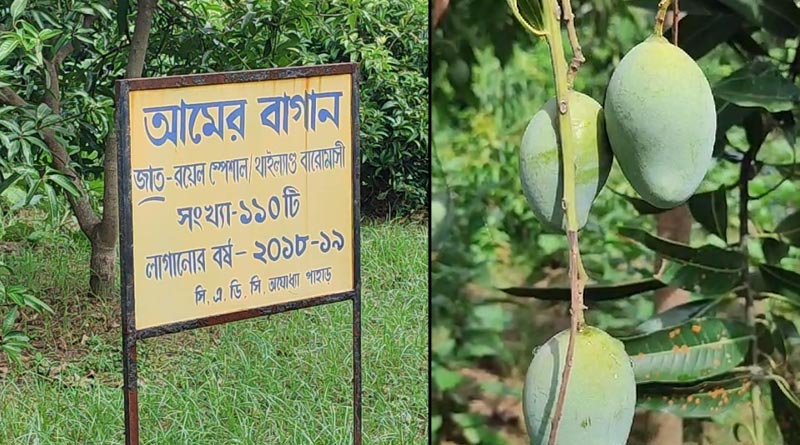 2 kinds of mango will be cultivated in Purulia, will be available for whole year | Sangbad Pratidin