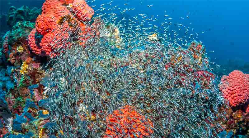 Asiatic Coral in danger due to global warming | Sangbad Pratidin