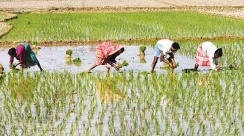 42 hector land waterlogged in Medinipur, farmers in trouble | Sangbad Pratidin