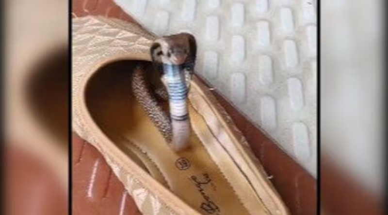 IFS officer shares a video of cobra snake hiding in a shoe | Sangbad Pratidin