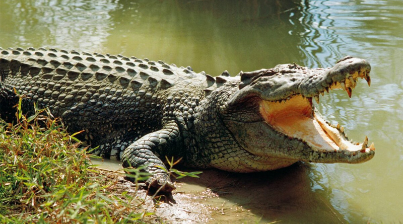 Crocodile spotted in Mumbai's civic-run swimming pool | Sangbad Pratidin