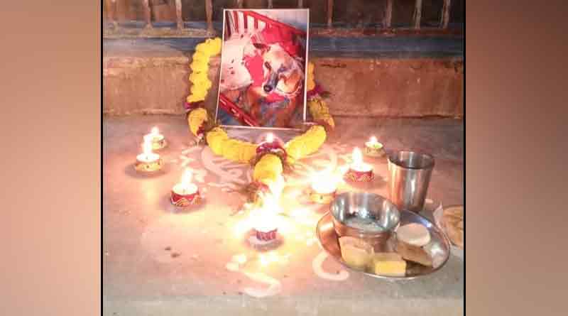 Woman arranges Laxmi Puja at grave of her dead dog | Sangbad Pratidin