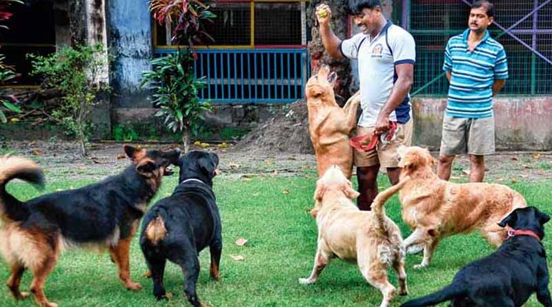 New batch of Kolkata Police dog squad successfully managed security during Durga Puja | Sangbad Pratidin