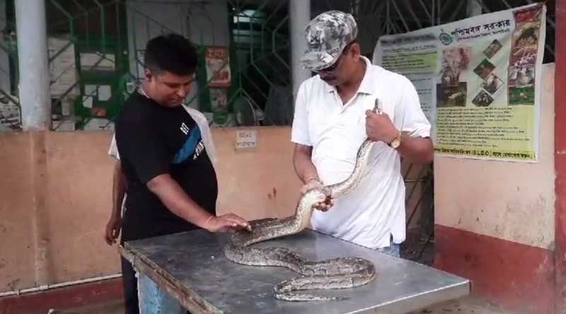Doctors save huge python after it gets injured during flood in Teesta River | Sangbad Pratidin