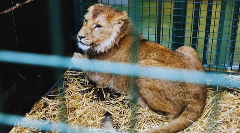 Japan Zookeeper mauled to death by lion who forgetting to lock cage door | Sangbad Pratidin