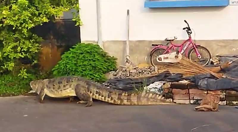 Huge crocodile entered at house in Kalna, sparks panick | Sangbad Pratidin