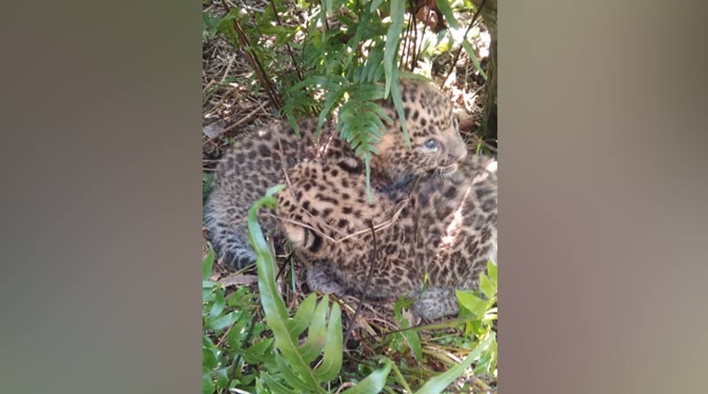 Leopard cubs rescued from Kilkot tea garden in Malbazar, labourers get panicked |Sangbad Pratidin