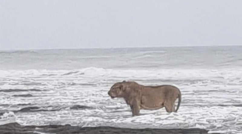 Viral Photo of Lion Standing On Arabian Sea Coast | Sangbad Pratidin