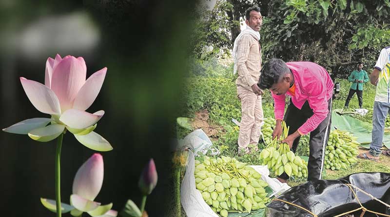 Durga Puja 2023: lotus prices are high before Sandhi Puja | Sangbad Pratidin