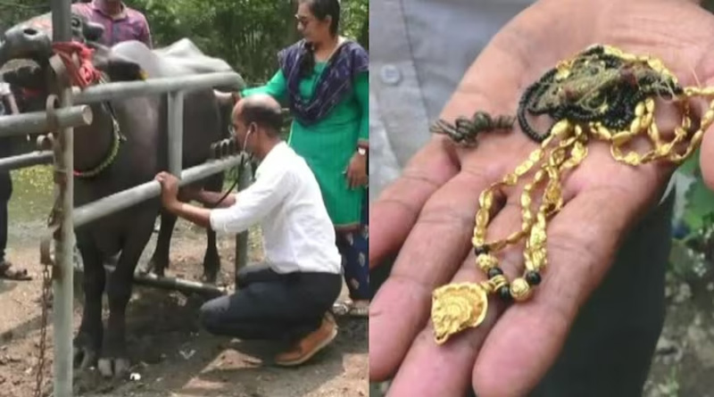 Buffalo swallows Gold Mangalsutra in Maharashtra | Sangbad Pratidin
