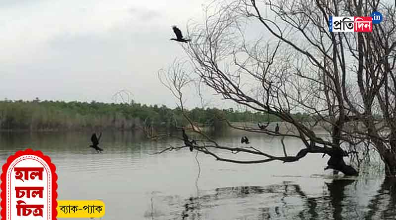 Durga Puja Travel: Planning for puja vacation? Purulia's Mini Sundarban is waiting for you । Sangbad Pratidin
