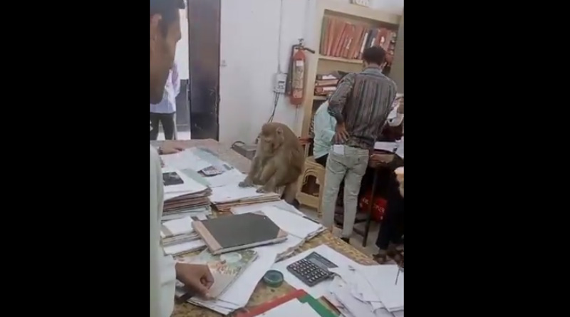 Viral Video of Monkey Working in Rail Office | Sangbad Pratidin