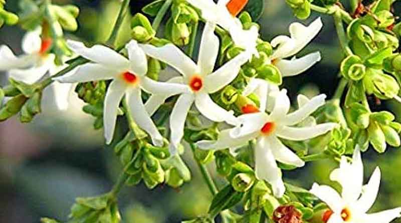 Here are some benefits of Siuli flower । Sangbad Pratidin