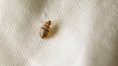 France to hold crisis meetings after surge in bedbug cases