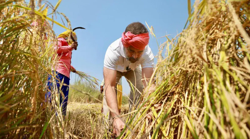 Rahul Gandhi cuts crop with farmers in Chhattisgarh | Sangbad Pratidin