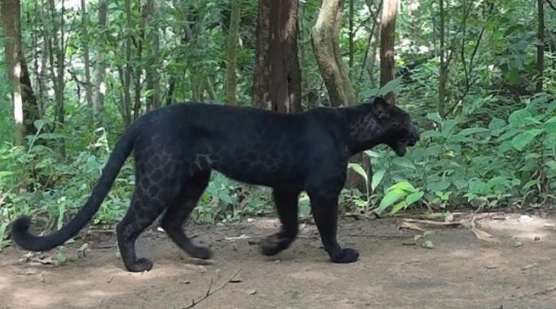 Rare black leopard spotted in Odisha। Sangbad Pratidin