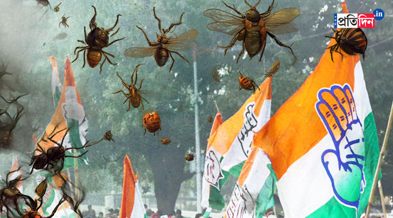 Congress workers attacked by bees during campaign in MP | Sangbad Pratidin