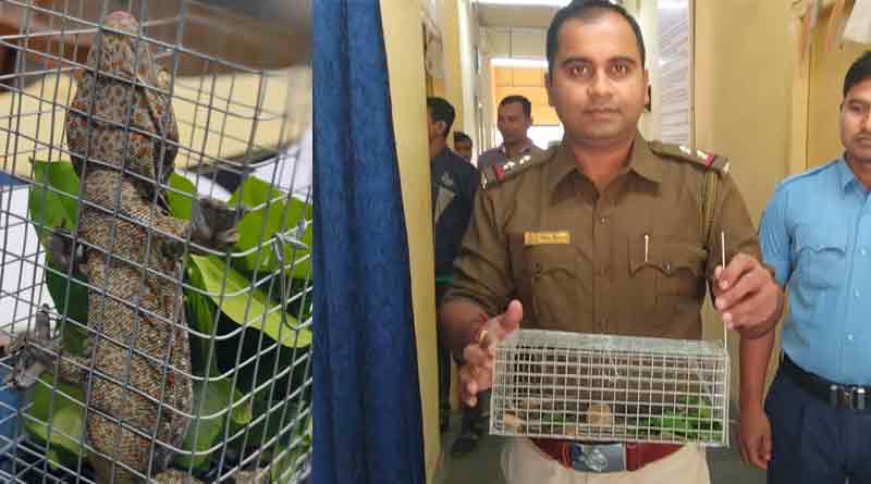 বহুমূল্য তক্ষক পাচারের ছক বানচাল! দেগঙ্গা থেকে গ্রেপ্তার ১০