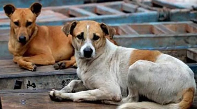 A dog bites many people in Bagda | Sangbad Pratidin