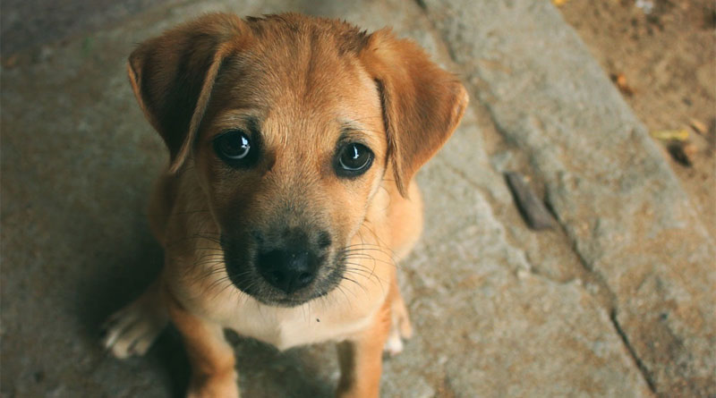 South Korea Set To End Dog Meat Consumption | Sangbad Pratidin