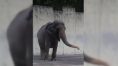 'World's saddest' elephant Mali dies in Manila zoo। Sangbad Pratidin