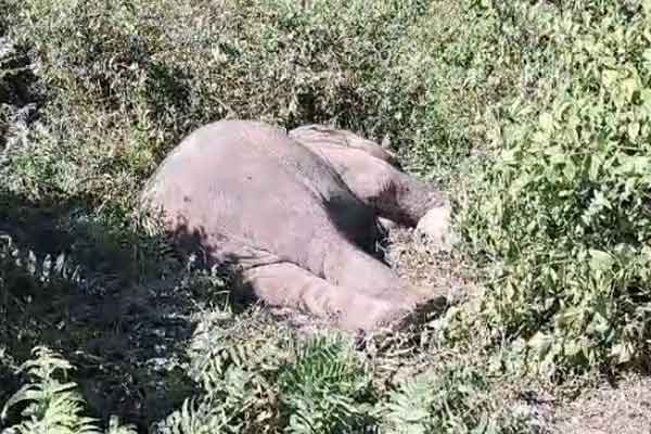 Elephant