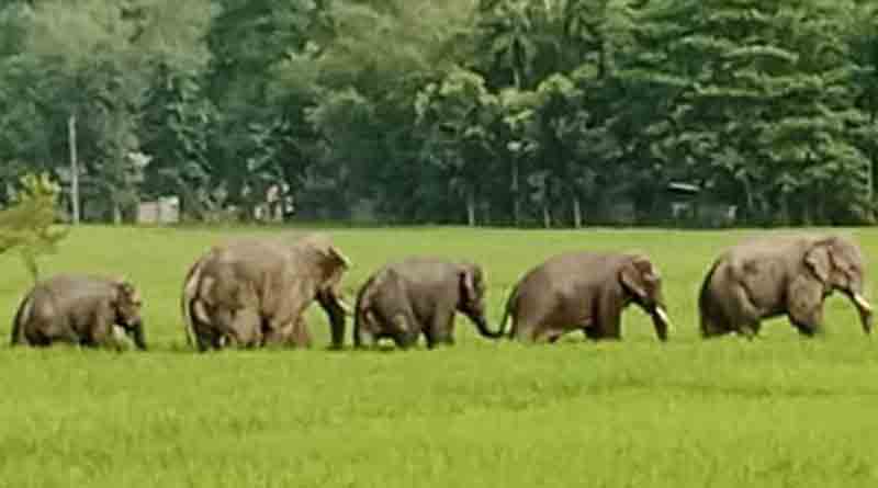 মালগাড়ির ধাক্কায় শাবক-সহ ৩ হাতির মৃত্যু, রেলের উদাসীনতায় দুর্ঘটনা?