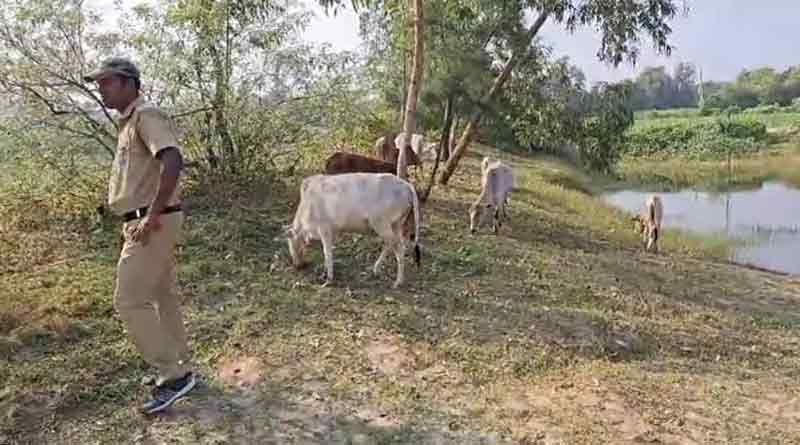 Allegation of cattle smuggling, accused detailed | Sangbad Pratidin