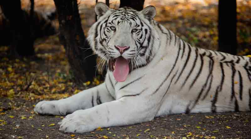 Darjeeling zoo may recieve Siberian tiger this year | Sangbad Pratidin