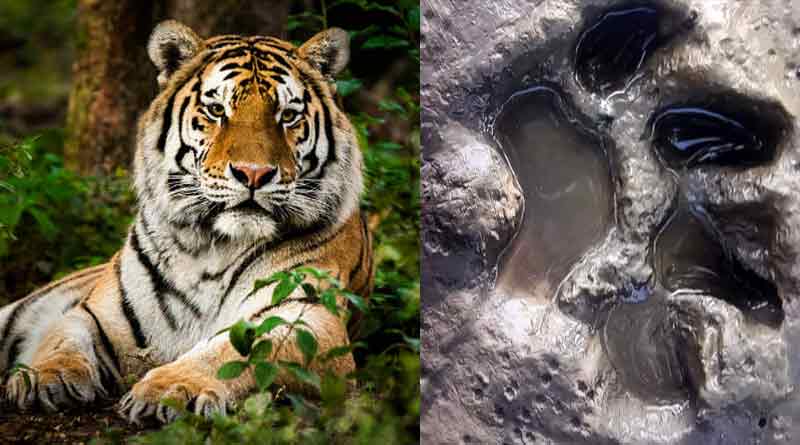 লোকালয়ে বাঘের হানা! সুন্দরবনের কাছে ধনচি ফরেস্টের আশপাশ জাল দিয়ে ঘিরল বনদপ্তর