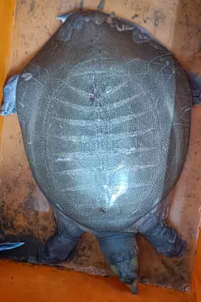 Tortoise