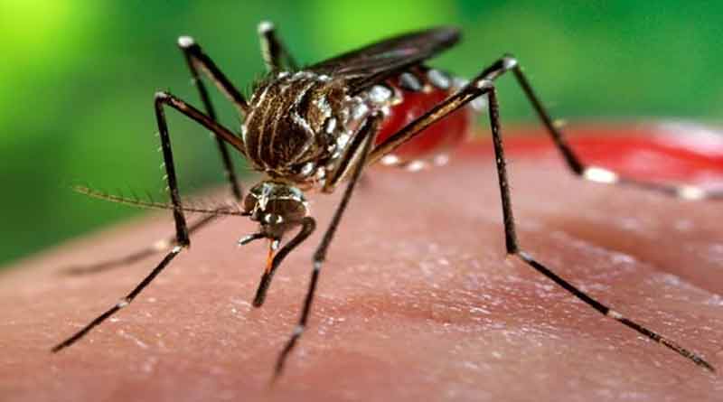 Dengue is increasing in Bangladesh in the winter season। Sangbad Pratidin