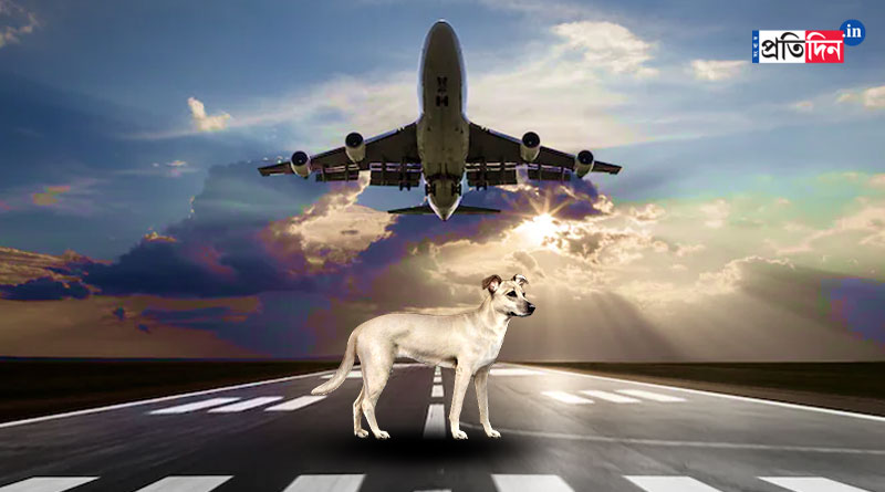 Dog Enters Goa Airport Runway, Forces Flight To Return | Sangbad Pratidin