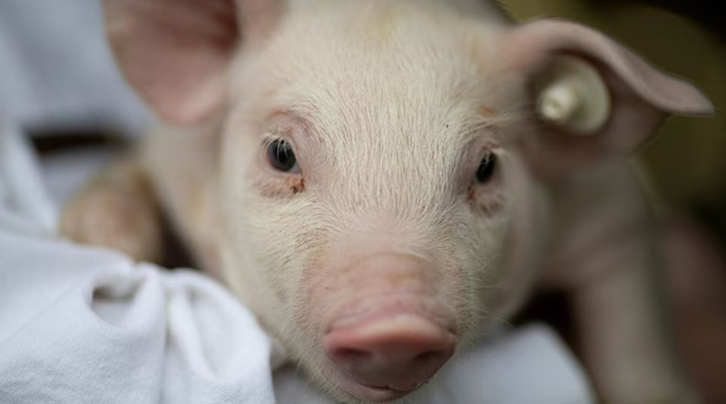 Swine flu found in human body for the first time in Britain | Sangbad Pratidin