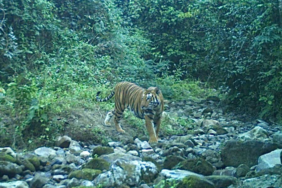 Royal Bengal Tiger found recently around Buxa came from Bhutan, claims forest department | Sangbad Pratidin