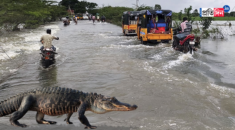Cyclone Michaung: Cyclone is spreading panic. As heavy rains caused flooding in Chennai, a crocodile was spotted on the road। Sangbad Pratidin
