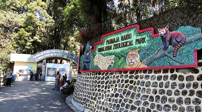 New Member in Darjeeling Zoo this December | Sangbad Pratidin