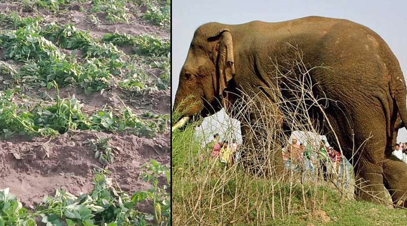 Elephants damage crops in North Bengal as they are not seen during heavy fog | Sangbad Pratidin